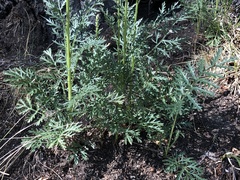 Artemisia latifolia