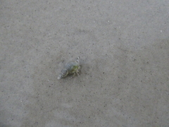 Paguroidea