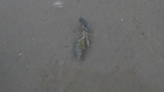 Paguroidea