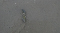 Paguroidea