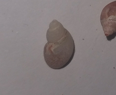 Tricolia tenuis