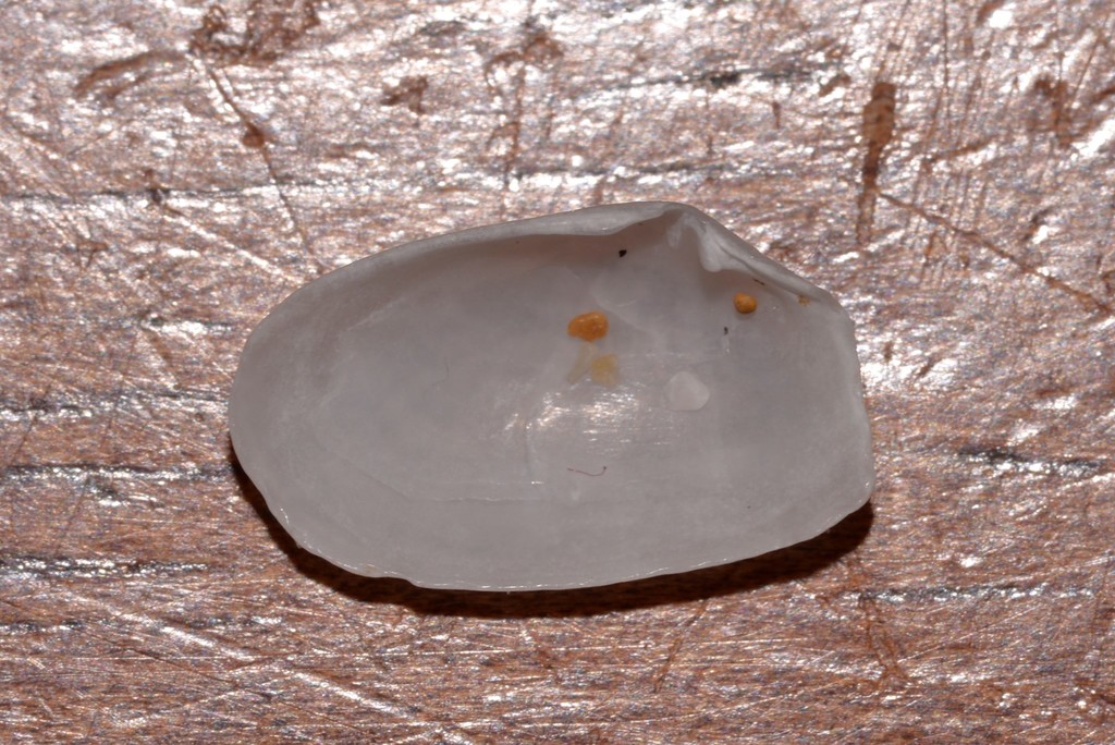 Thraciopsis