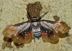 Penthicodes farinosus