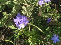 Glandularia mendocina