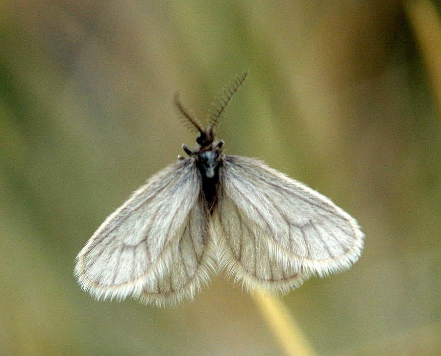 Palaeoacanthopsyche