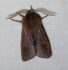 Psaphida styracis