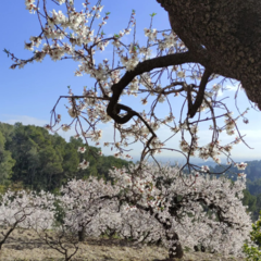 Prunus amygdalus