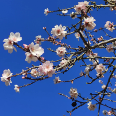 Prunus amygdalus