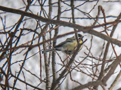 Parus major