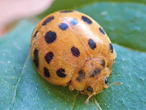 Hadda Beetle photo 4