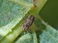 Chaetoptelius mundulus