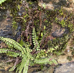 Asplenium trichomanes