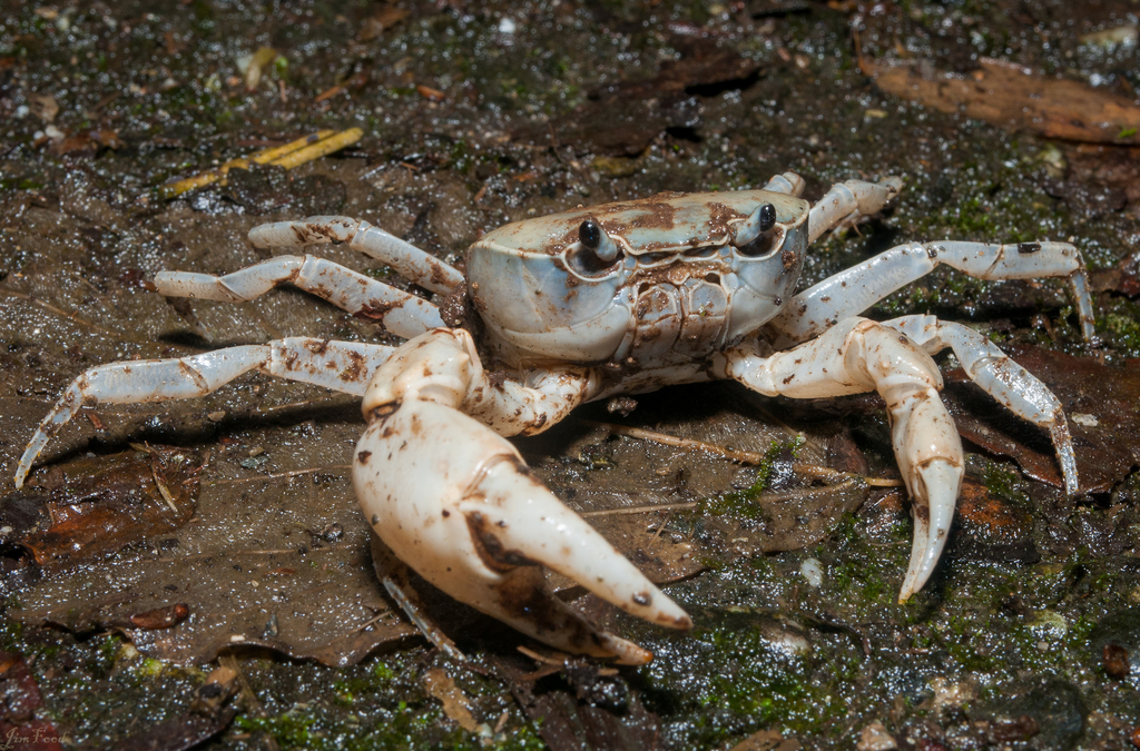 Geothelphusa cinerea