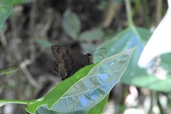 Astraptes elorus