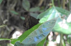 Astraptes elorus