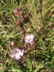 Agalinis genistifolia