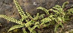 Asplenium trichomanes