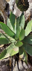 Agave inaequidens