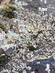 Protoparmeliopsis muralis