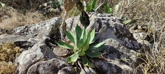Agave inaequidens