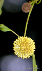 Angiospermae