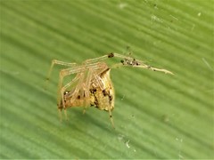 Cryptachaea meraukensis