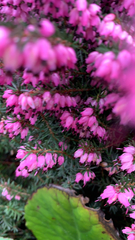 Erica carnea