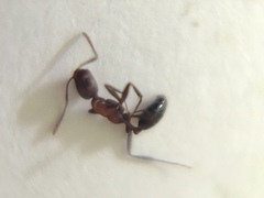 Monomorium indicum