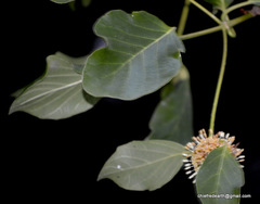 Angiospermae