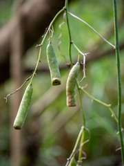 Neoalsomitra clavigera