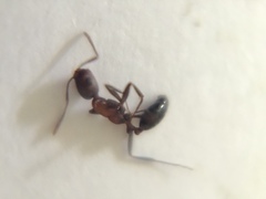 Monomorium indicum