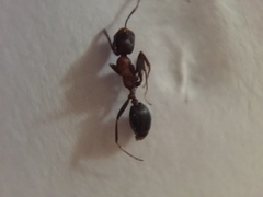 Monomorium indicum