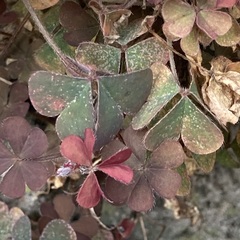 Oxalis corniculata