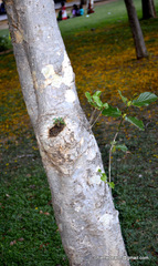 Angiospermae