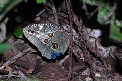 Dasyophthalma creusa