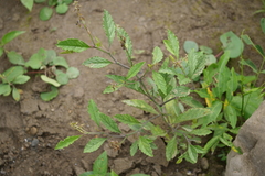 Crotalaria verrucosa