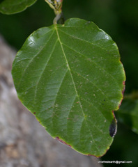 Angiospermae