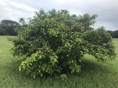 Cordia ecalyculata