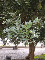 Ceratonia siliqua