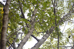 Angiospermae