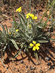 Goodenia willisiana