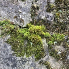 Tortula muralis muralis