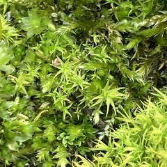 Tortula muralis muralis