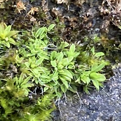 Tortula muralis muralis