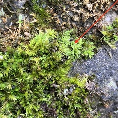 Tortula muralis muralis