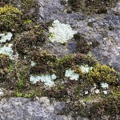 Protoparmeliopsis muralis