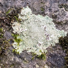 Protoparmeliopsis muralis