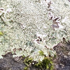 Protoparmeliopsis muralis