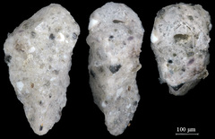Gaudryina arenaria