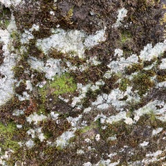 Protoparmeliopsis muralis